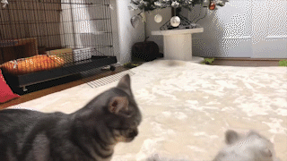 動物,犬,猫,しつけ,飼い方,育て方,病気,健康