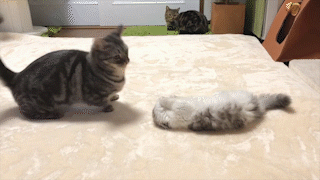 動物,犬,猫,しつけ,飼い方,育て方,病気,健康