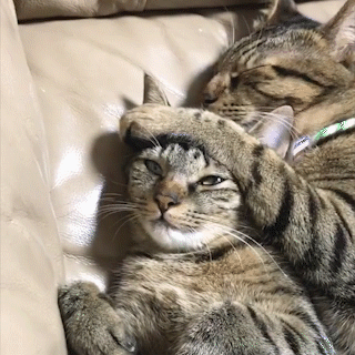 動物,犬,猫,しつけ,飼い方,育て方,病気,健康