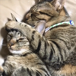 動物,犬,猫,しつけ,飼い方,育て方,病気,健康