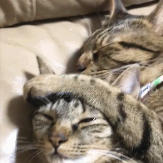 動物,犬,猫,しつけ,飼い方,育て方,病気,健康