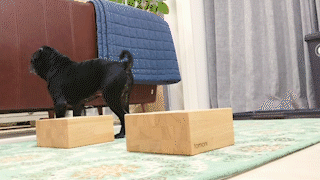 動物,犬,猫,しつけ,飼い方,育て方,病気,健康