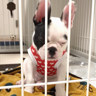 動物,犬,猫,しつけ,飼い方,育て方,病気,健康