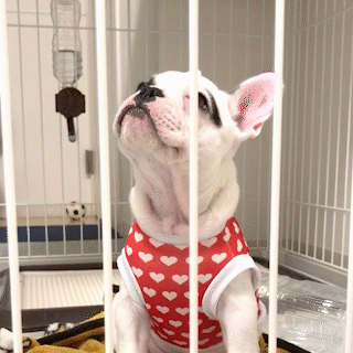 動物,犬,猫,しつけ,飼い方,育て方,病気,健康
