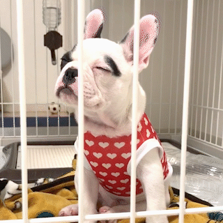 動物,犬,猫,しつけ,飼い方,育て方,病気,健康