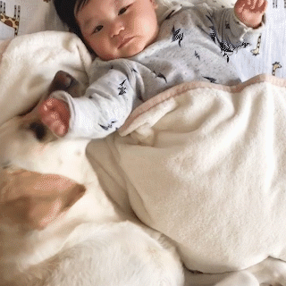 動物,犬,猫,しつけ,飼い方,育て方,病気,健康