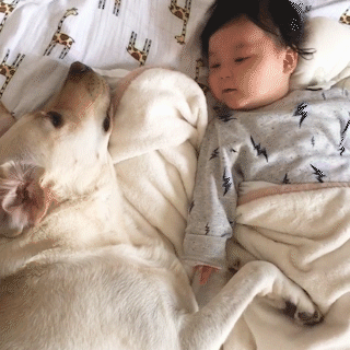 動物,犬,猫,しつけ,飼い方,育て方,病気,健康