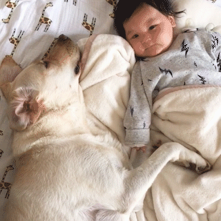 動物,犬,猫,しつけ,飼い方,育て方,病気,健康