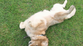 動物,犬,猫,しつけ,飼い方,育て方,病気,健康