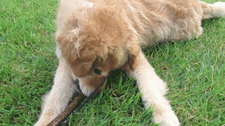動物,犬,猫,しつけ,飼い方,育て方,病気,健康