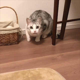 動物,犬,猫,しつけ,飼い方,育て方,病気,健康