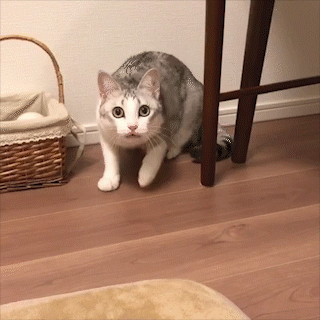 動物,犬,猫,しつけ,飼い方,育て方,病気,健康
