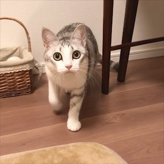 動物,犬,猫,しつけ,飼い方,育て方,病気,健康