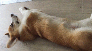 動物,犬,猫,しつけ,飼い方,育て方,病気,健康