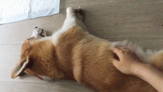 動物,犬,猫,しつけ,飼い方,育て方,病気,健康
