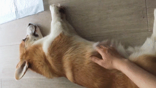 動物,犬,猫,しつけ,飼い方,育て方,病気,健康