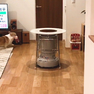 動物,犬,猫,しつけ,飼い方,育て方,病気,健康