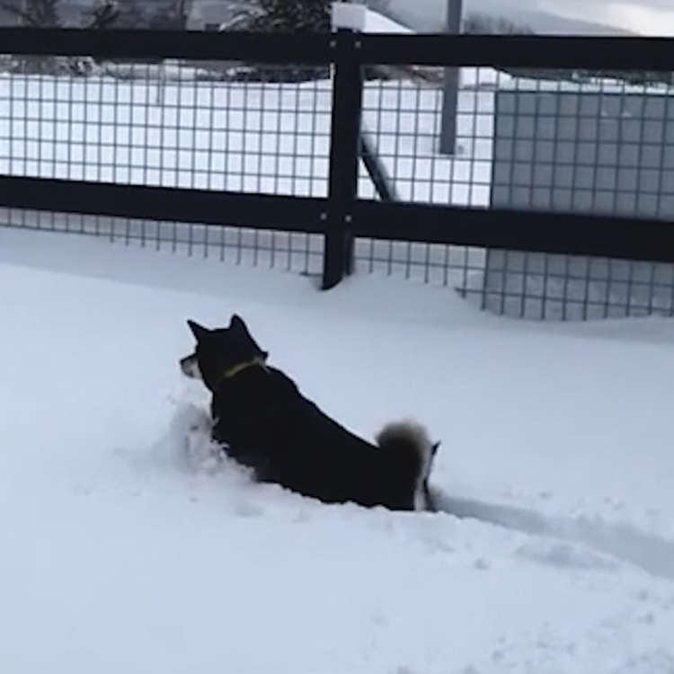 動物,犬,猫,しつけ,飼い方,育て方,病気,健康