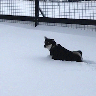 動物,犬,猫,しつけ,飼い方,育て方,病気,健康