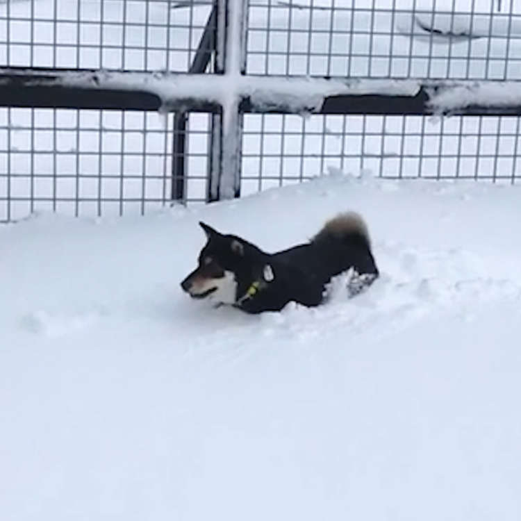 動物,犬,猫,しつけ,飼い方,育て方,病気,健康