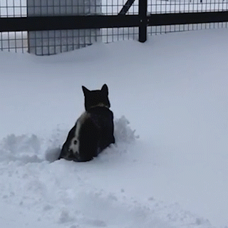 動物,犬,猫,しつけ,飼い方,育て方,病気,健康