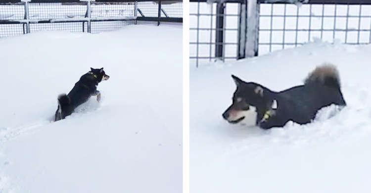 「進めないワン」一面の銀世界にテンション爆上げの黒柴くん → でも思った以上に雪深く…(`;ω;´)