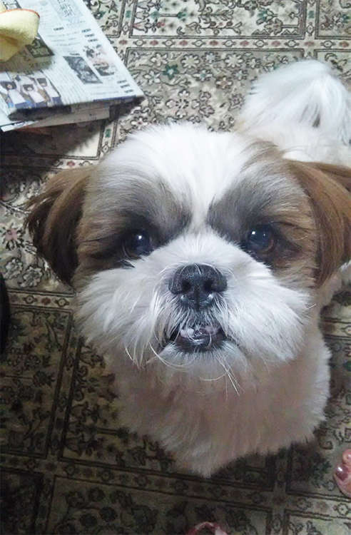 動物,犬,猫,しつけ,飼い方,育て方,病気,健康