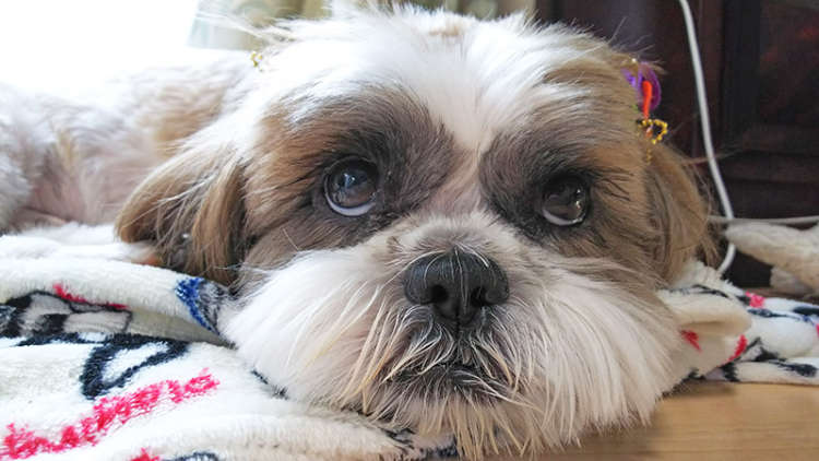 動物,犬,猫,しつけ,飼い方,育て方,病気,健康