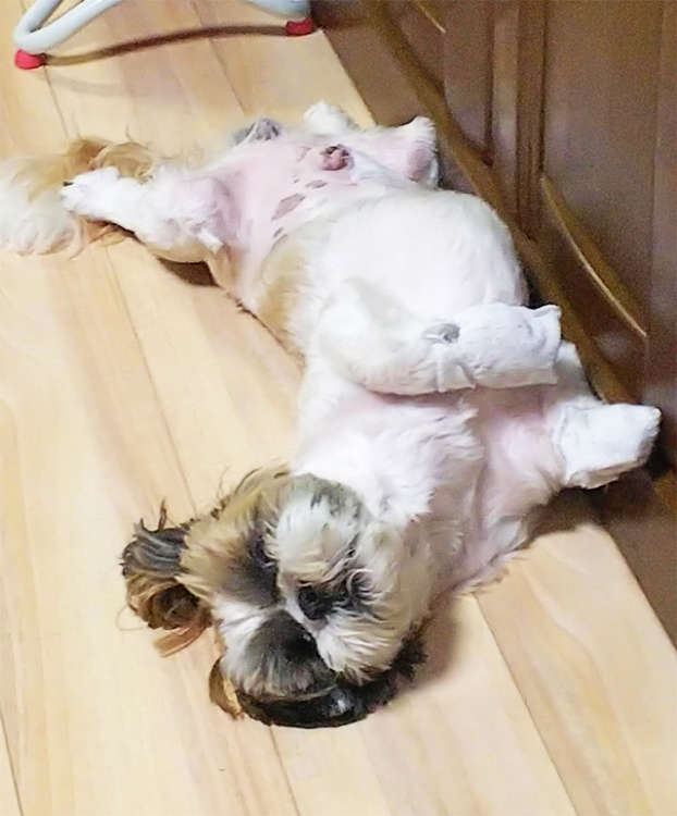 動物,犬,猫,しつけ,飼い方,育て方,病気,健康