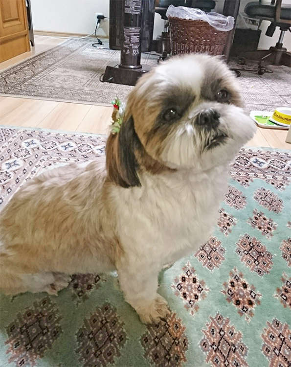 動物,犬,猫,しつけ,飼い方,育て方,病気,健康