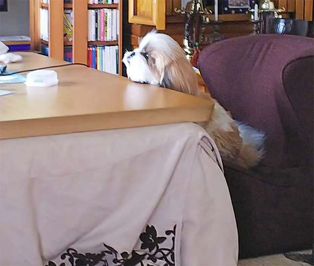 動物,犬,猫,しつけ,飼い方,育て方,病気,健康