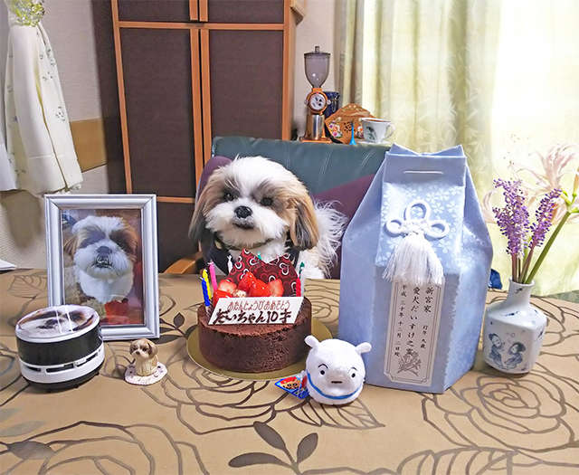 動物,犬,猫,しつけ,飼い方,育て方,病気,健康