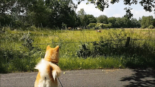 動物,犬,猫,しつけ,飼い方,育て方,病気,健康