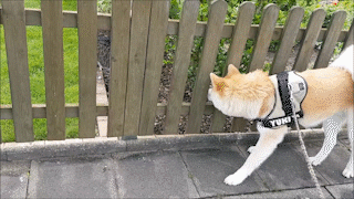 動物,犬,猫,しつけ,飼い方,育て方,病気,健康