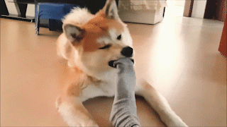 動物,犬,猫,しつけ,飼い方,育て方,病気,健康