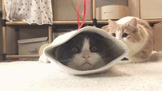 動物,犬,猫,しつけ,飼い方,育て方,病気,健康