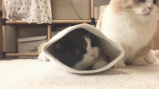 動物,犬,猫,しつけ,飼い方,育て方,病気,健康