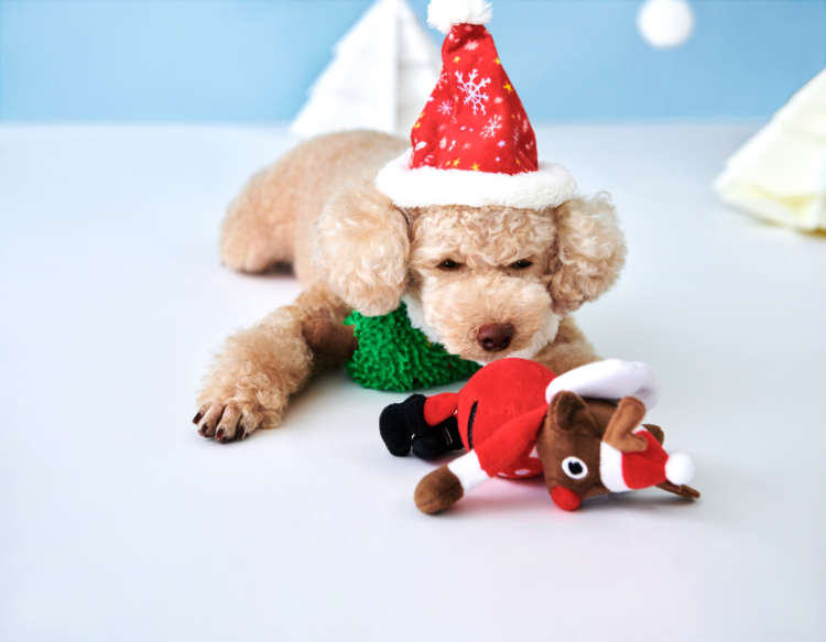PECOBOX(ペコボックス)『クリスマス号』受付中!愛犬が喜ぶギフトの中身を解説♪