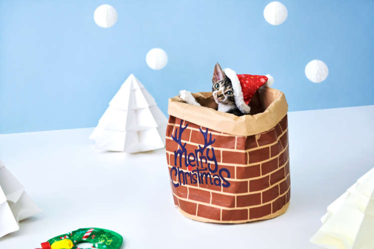 【愛猫用】PECOBOX(ペコボックス) 『クリスマス号』受付中!愛猫のプレゼントの中身を解説