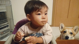 動物,犬,猫,しつけ,飼い方,育て方,病気,健康