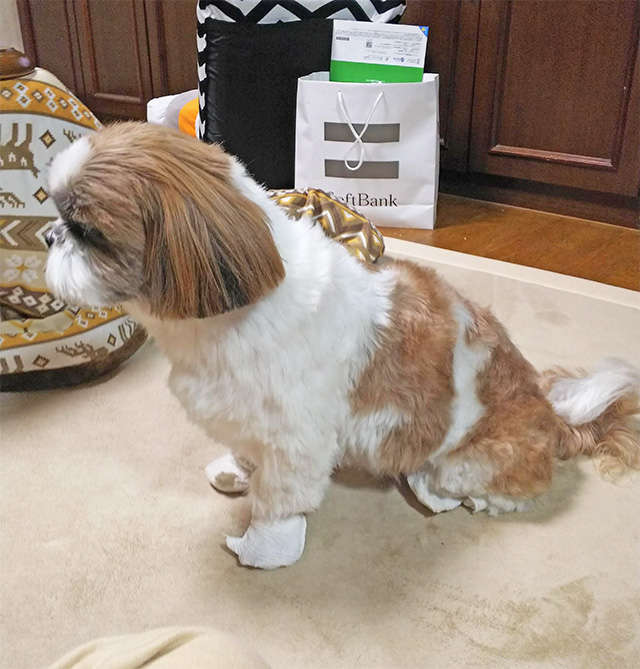 動物,犬,猫,しつけ,飼い方,育て方,病気,健康