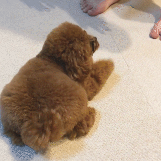 動物,犬,猫,しつけ,飼い方,育て方,病気,健康