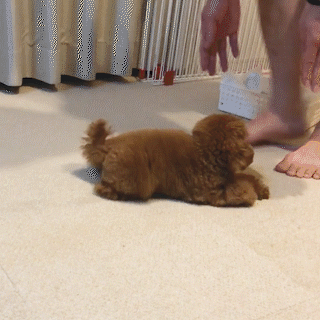 動物,犬,猫,しつけ,飼い方,育て方,病気,健康