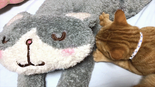 動物,犬,猫,しつけ,飼い方,育て方,病気,健康