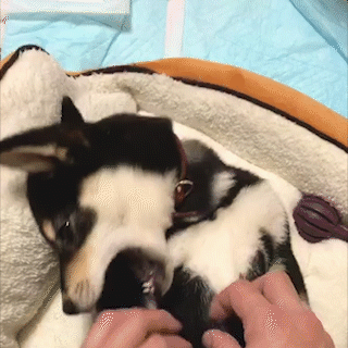 動物,犬,猫,しつけ,飼い方,育て方,病気,健康