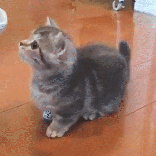 動物,犬,猫,しつけ,飼い方,育て方,病気,健康