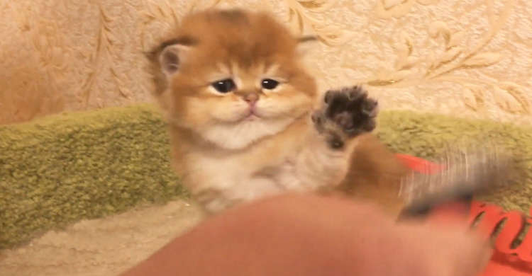 子猫ちゃんへブラッシング開始♪ …ところが「かわいい抵抗」をされちゃうのでした(ノ´∀`*) 30秒