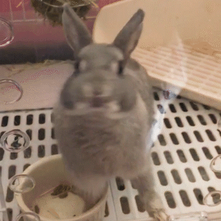 動物,犬,猫,しつけ,飼い方,育て方,病気,健康