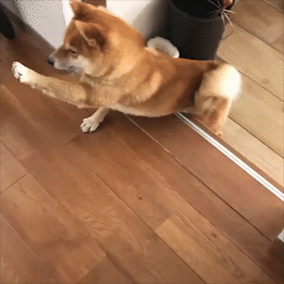動物,犬,猫,しつけ,飼い方,育て方,病気,健康