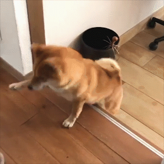 動物,犬,猫,しつけ,飼い方,育て方,病気,健康